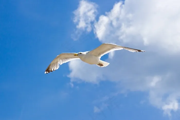 海鸥，云，​​海