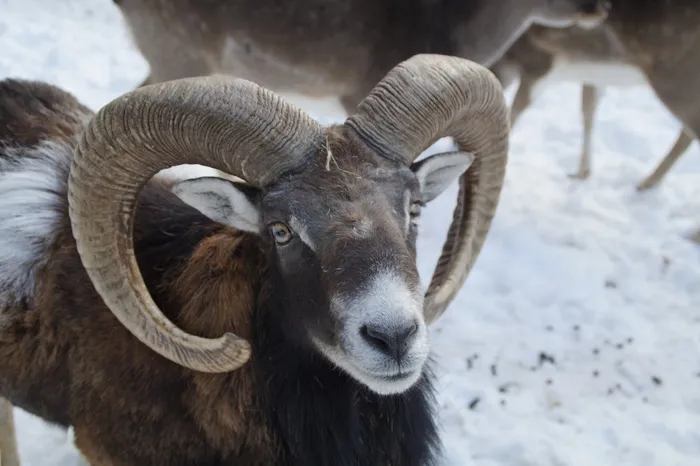 博克，绵羊，Mouflon，冬天，雪，冬季毛皮，寒冬