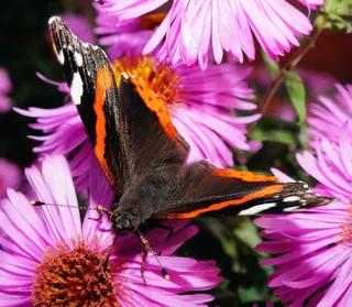 蝴蝶，小狐狸，蝴蝶，Edelfalter