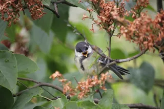 煤山雀，鸟，挪威，奥斯陆，公园，森林，自然