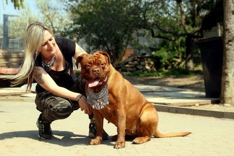 Dogue De Bordeaux，Barbara De Bordeaux，Bordo，狗