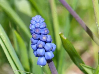 Pärlhyacint，花，春天，蓝色，绿色，花园