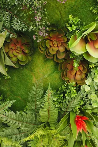 苔，蕨树，绿色