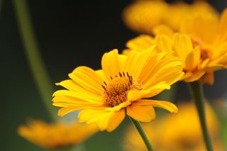 花，开花，黄色，太阳帽，Εκδηλώσεις，盛开