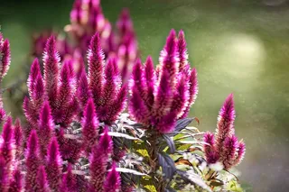 鸡冠花，鸡冠花，鸡冠花Argentea