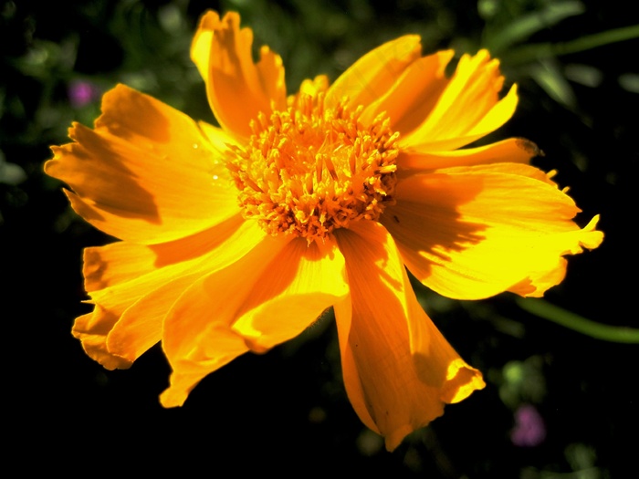 花，橙色，黄色，明亮，花瓣，花园