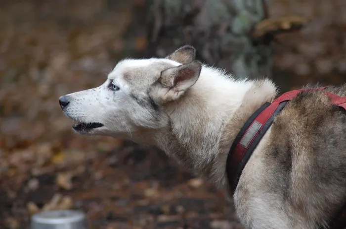 狗，培训，体育，拉雪橇犬，森林，赫斯基