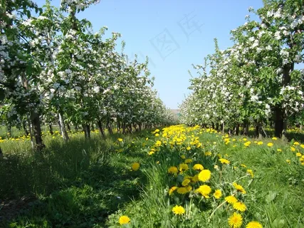苹果花,春天,苹果树,草地 苹果花,春天,苹果树,草地