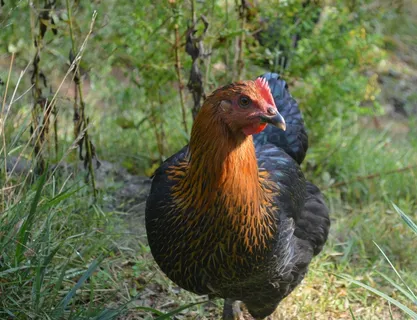 鸡,小鸡,鸟,农场,动物,母鸡,家禽 鸡,小鸡,鸟,农场,动物,母鸡,家禽