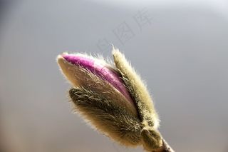 春天，春天的花朵，鲜花，植物，粉红色的花