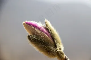 春天，春天的花朵，鲜花，植物，粉红色的花