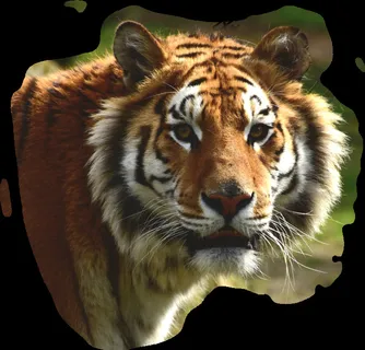 孟加拉虎,虎,大猫,危险,捕食者,猫 孟加拉虎,虎,大猫,危险,捕食者,猫