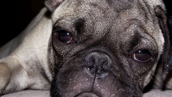 狗，宠物，动物，外形，狗，可爱，小狗