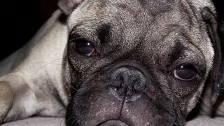 狗，宠物，动物，外形，狗，可爱，小狗