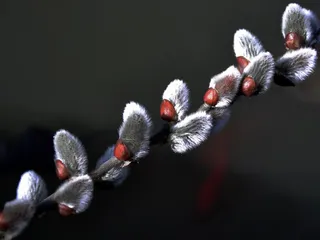 春天，巴尔卡，自然