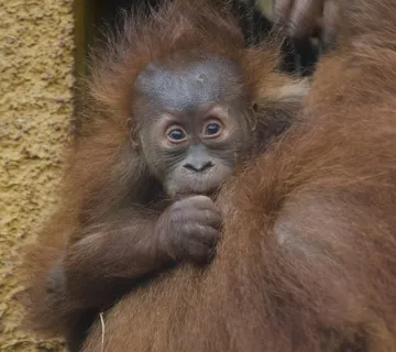 狒狒，婴儿，哺乳动物，肖像，母亲，动物，灵长类动物