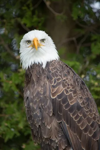 鹰，性质，鸟，捕食者，秃头，猛禽