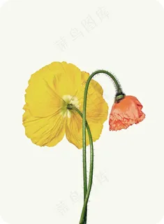 罂粟,黄色,橙色,开花,花 罂粟,黄色,橙色,开花,花