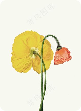 罂粟，黄色，橙色，开花，花