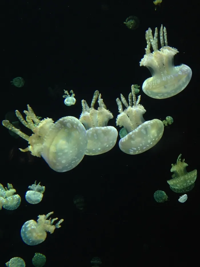 温哥华水族馆，水母，水下，水族馆