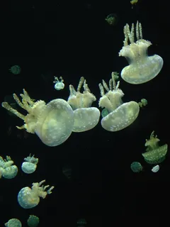 温哥华水族馆,水母,水下,水族馆 温哥华水族馆,水母,水下,水族馆