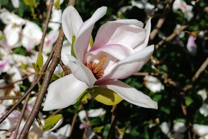 郁金香木兰，开花，白，白花