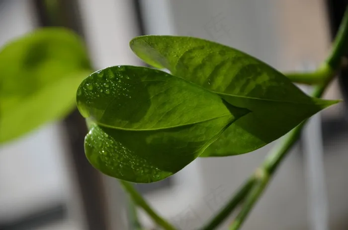 水滴，生活食品，植物，室内植物，绿色