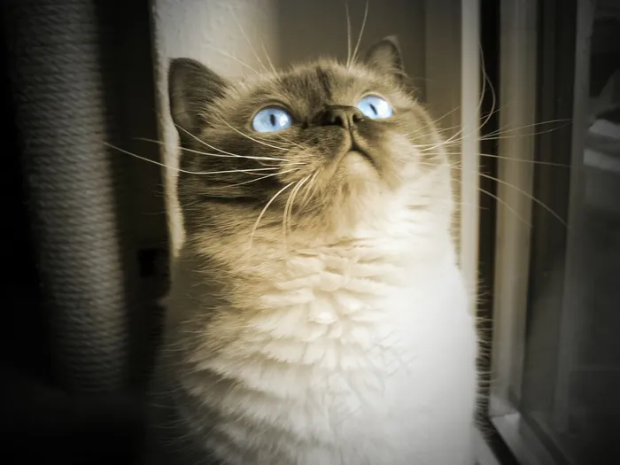 猫，蓝眼睛，梦幻，Mieze，英国短毛猫