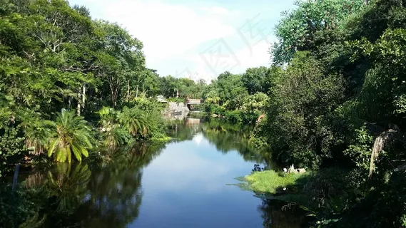 丛林,河流,景观 丛林,河流,景观
