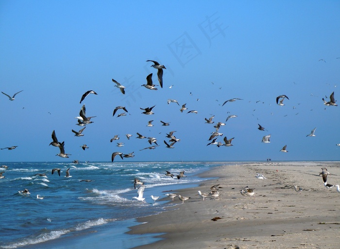 海鸥，海滩，海，群鸟，鸟类