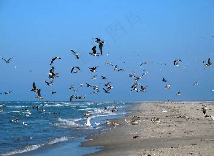 海鸥，海滩，海，群鸟，鸟类