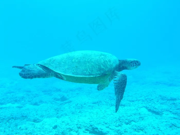 龟，海洋，蓝色，海，水下，游泳，跳水
