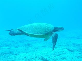 龟，海洋，蓝色，海，水下，游泳，跳水