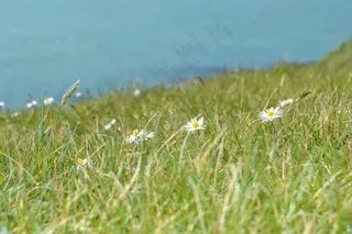 野花，水，自然，夏天，植物，绿色
