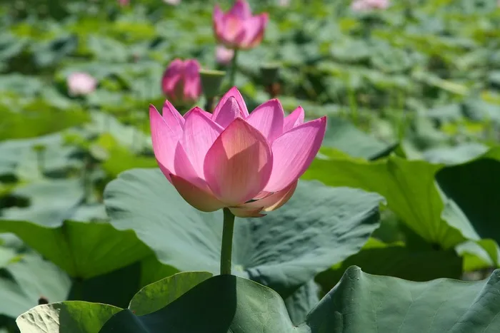 莲花，夏天，寄托，池塘植物，睡莲