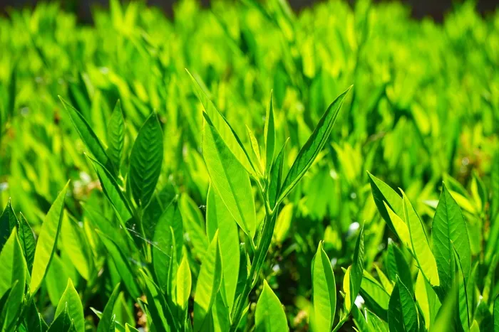 月桂叶，叶子，绿色，背光，浅绿色