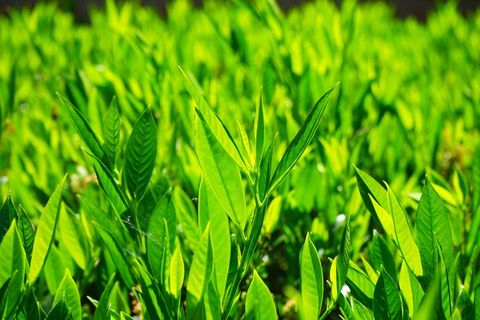 月桂叶，叶子，绿色，背光，浅绿色