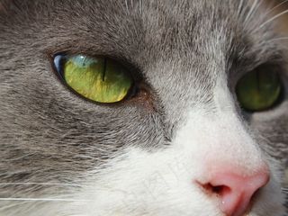 猫，眼睛，脸，要观看，动物，猫脸，看