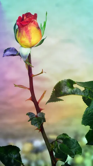 玫瑰，开花，崇高，高贵，花，植物