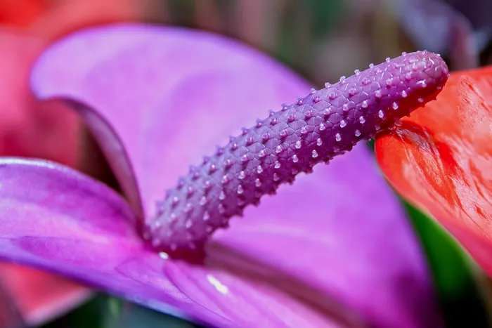 红掌，紫色，火烈鸟花，花，关闭