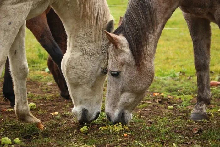 马，模具，纯种阿拉伯，胡萝卜，胡萝卜，吃