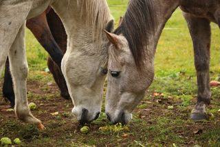 马，模具，纯种阿拉伯，胡萝卜，胡萝卜，吃