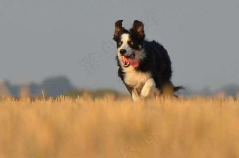 边境牧羊犬，猎狗，原野，夏天