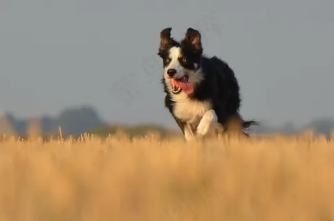 边境牧羊犬，猎狗，原野，夏天