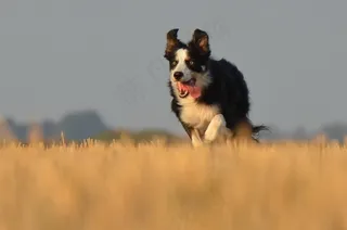 边境牧羊犬，猎狗，原野，夏天