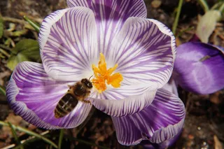 番红花，花，开花，关闭，蜜蜂