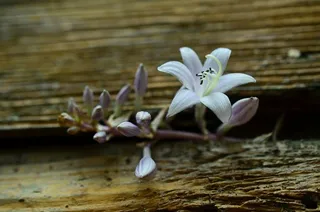 开花，投标，招标，木，老，风化，宏
