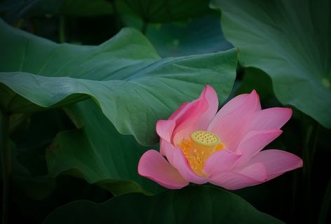 莲花，初夏，夏季，开花