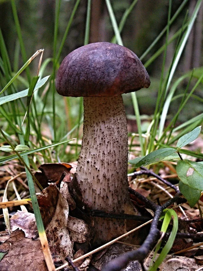 Křemenáč，森林，真菌，蘑菇，枯叶，秋季