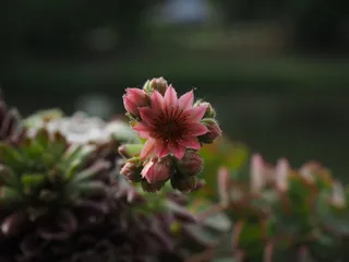 山Houseleek，Sempervivum，开花，盛开，粉红色